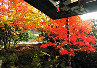 京都 紅葉 7 ブログ用.png